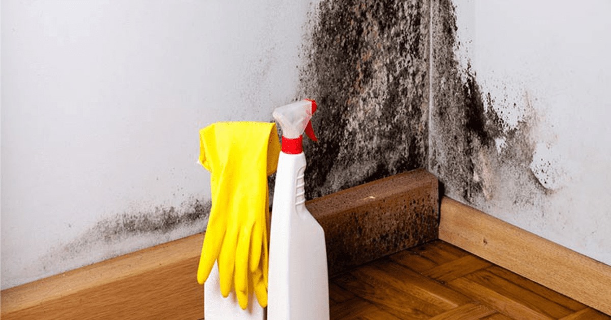 nettoyer la moisissure sur les murs nettoyer la moisissure sur les murs