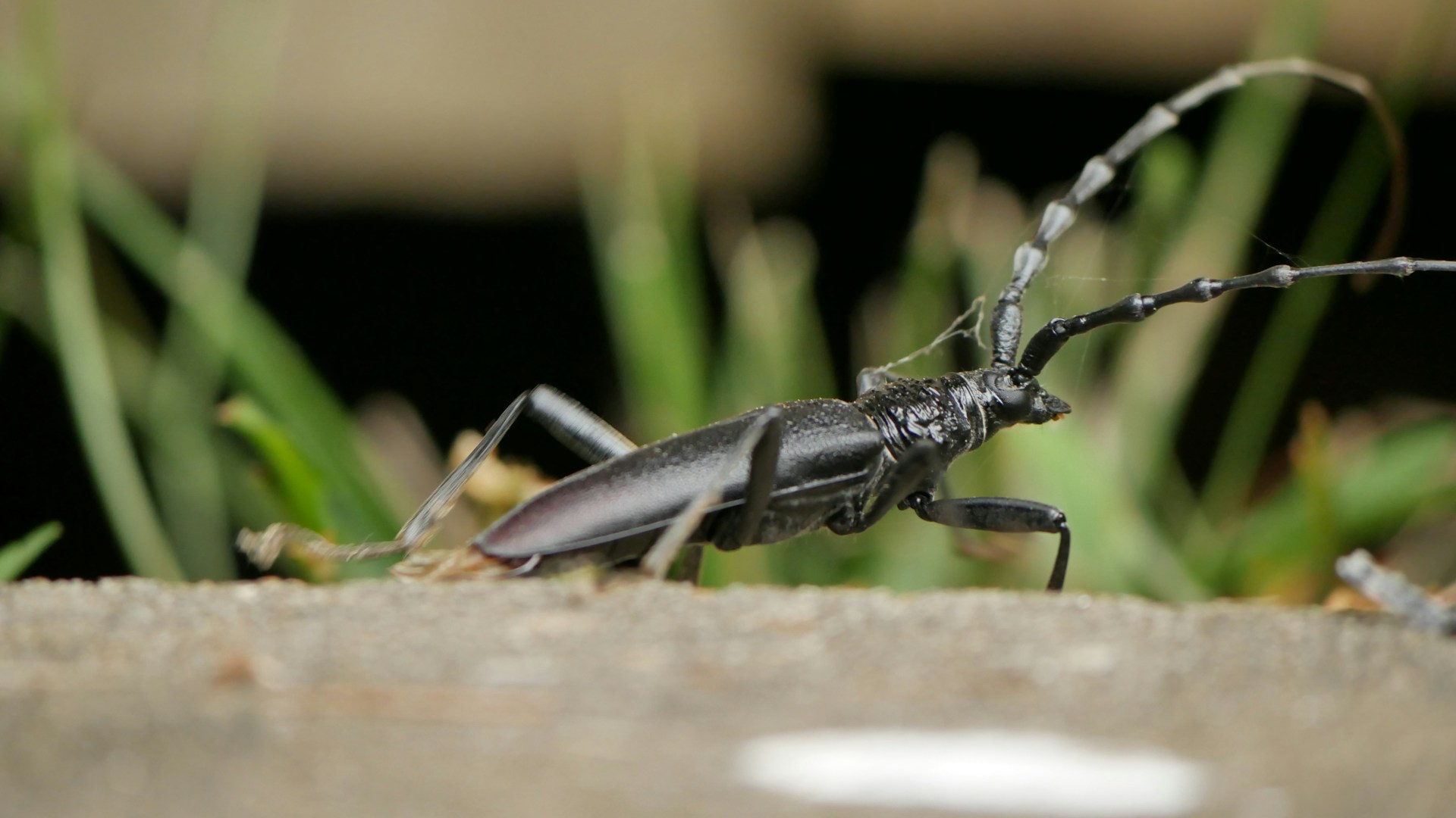 insecte-capricorne-bois