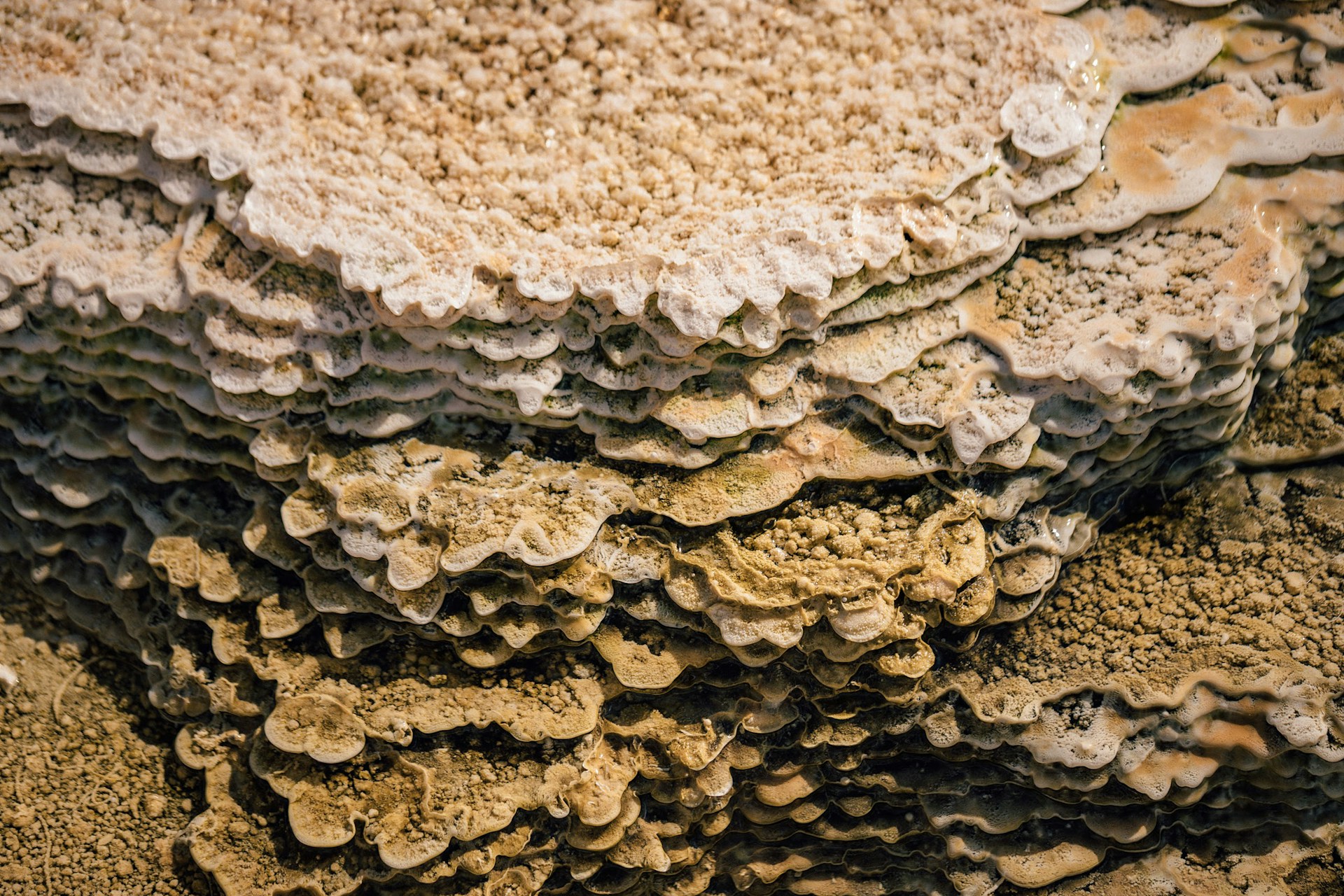 champignon-ressemblant-a-la-merule