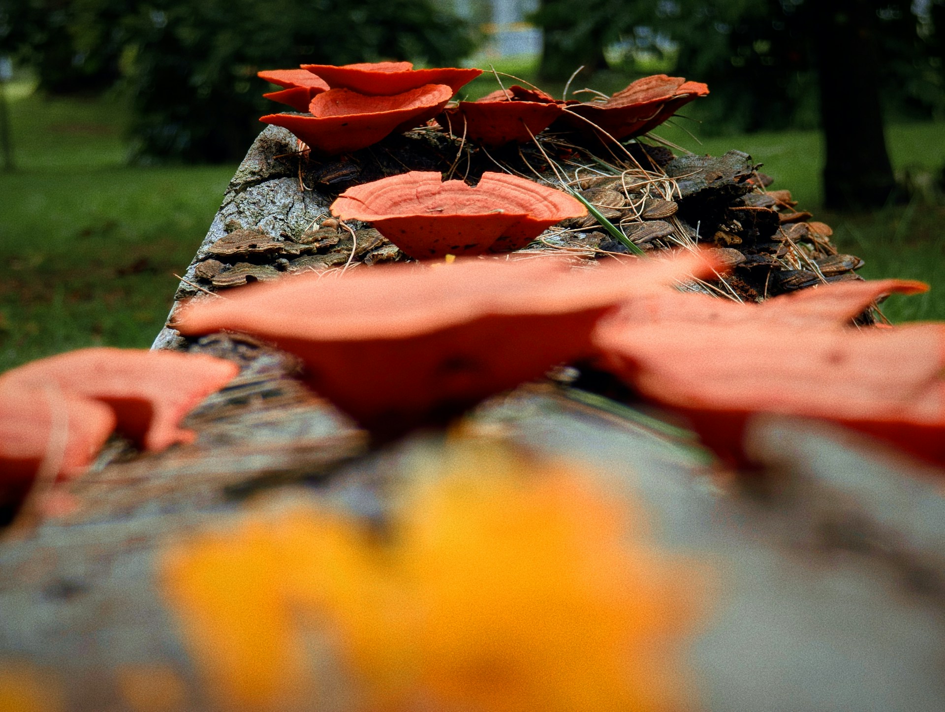 champignon orange bois champignon orange bois