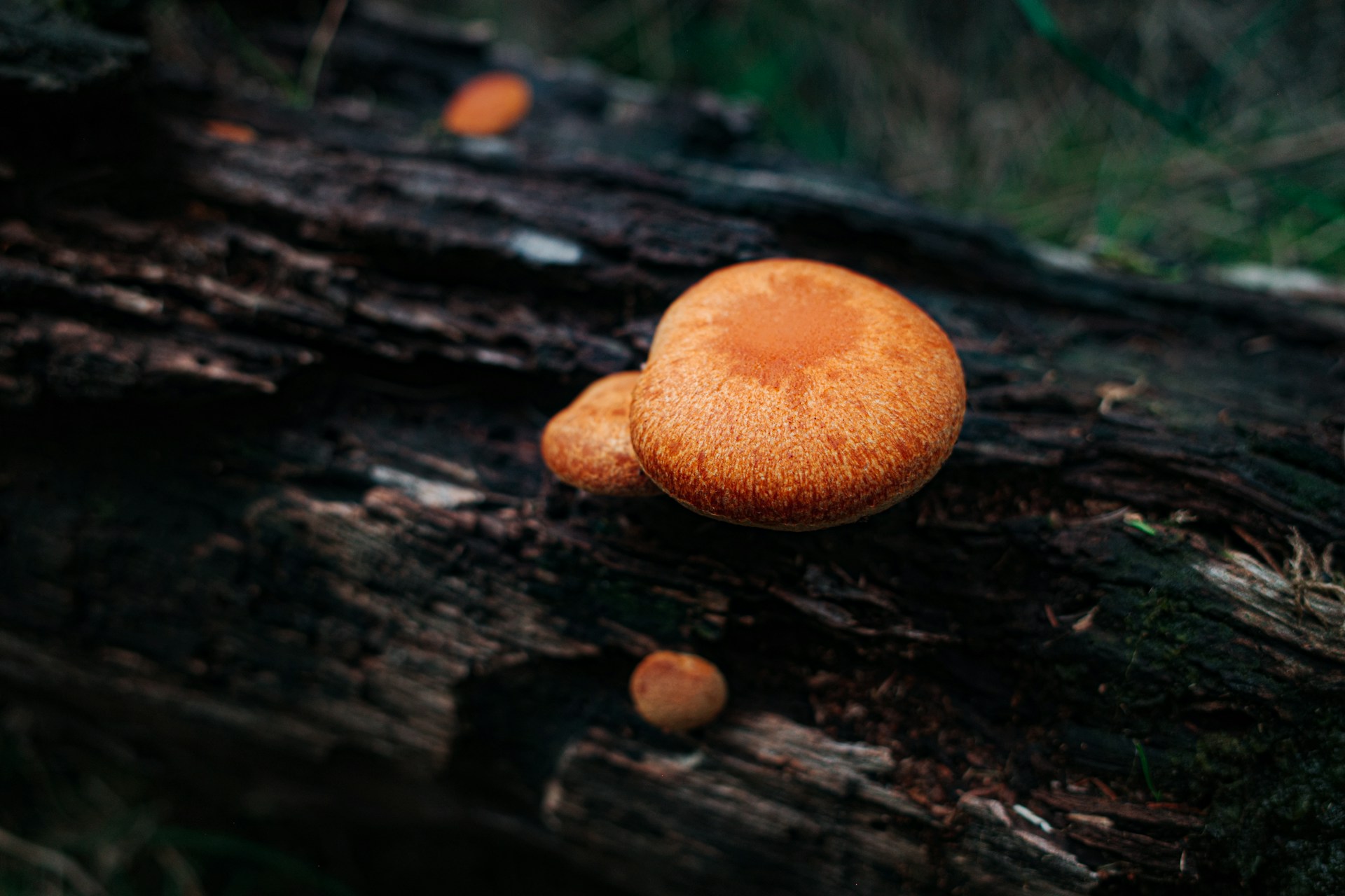 champignon orange sur bois mort champignon orange sur bois mort