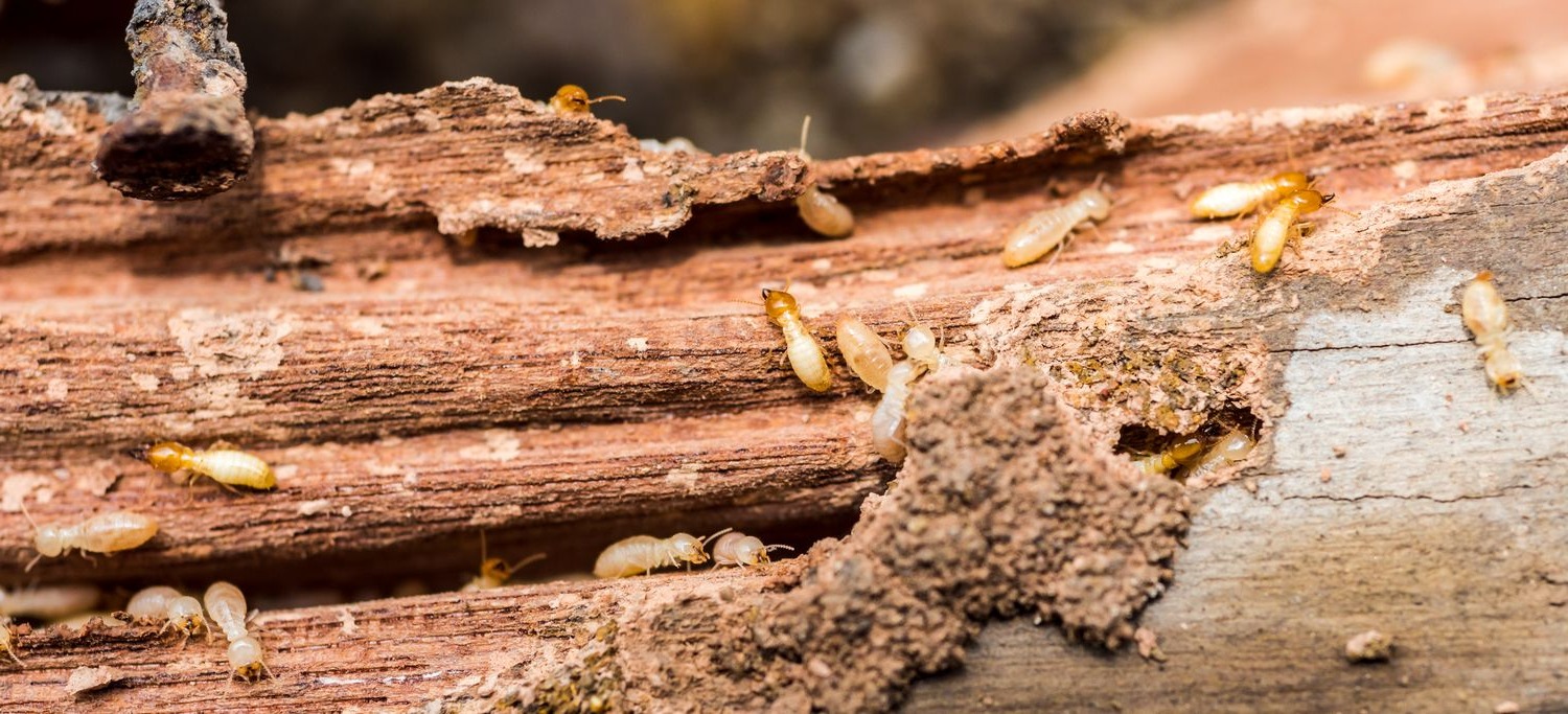 termites-bois
