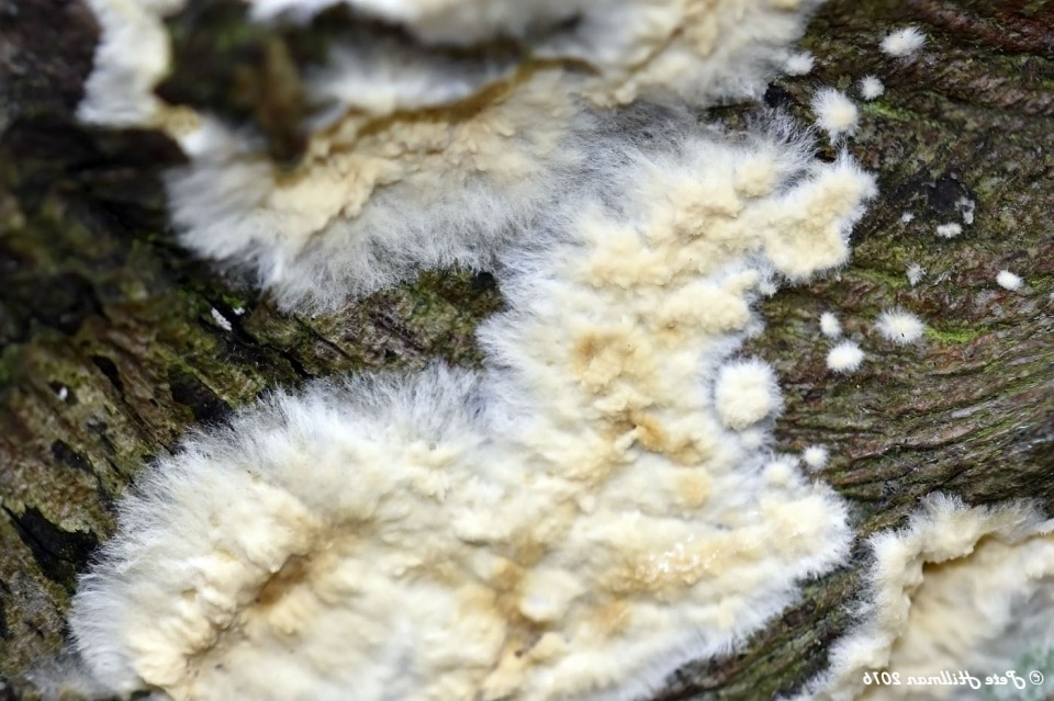 reconnaitre champignon ressemblant a la merule reconnaitre champignon ressemblant a la merule